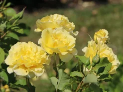 Edelrose 'Sterntaler' ® -Deutschland Garten Funk Verkaufs-Shop edelrose sterntaler m006094 w 6