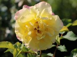 Edelrose 'Sterntaler' ® -Deutschland Garten Funk Verkaufs-Shop edelrose sterntaler m006094 w 7