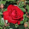 Edelrose 'Störtebeker' ®