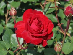 Edelrose 'Störtebeker' ®