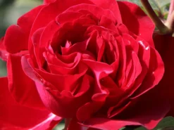 Edelrose 'Störtebeker' ® -Deutschland Garten Funk Verkaufs-Shop edelrose stoertebeker m101988 w 10