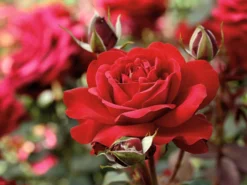 Edelrose 'Störtebeker' ® -Deutschland Garten Funk Verkaufs-Shop edelrose stoertebeker m101988 w 2