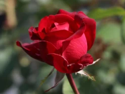 Edelrose 'Störtebeker' ® -Deutschland Garten Funk Verkaufs-Shop edelrose stoertebeker m101988 w 3