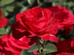 Edelrose 'Störtebeker' ® -Deutschland Garten Funk Verkaufs-Shop edelrose stoertebeker m101988 w 5