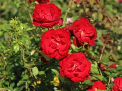 Edelrose 'Störtebeker' ® -Deutschland Garten Funk Verkaufs-Shop edelrose stoertebeker m101988 w 6