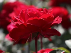 Edelrose 'Störtebeker' ® -Deutschland Garten Funk Verkaufs-Shop edelrose stoertebeker m101988 w 7