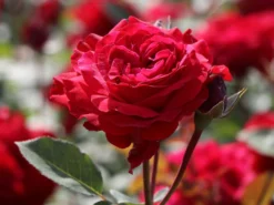 Edelrose 'Störtebeker' ® -Deutschland Garten Funk Verkaufs-Shop edelrose stoertebeker m101988 w 8