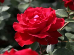 Edelrose 'Störtebeker' ® -Deutschland Garten Funk Verkaufs-Shop edelrose stoertebeker m101988 w 9