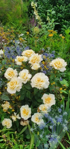 Edelrose 'Sunny Sky' ® -Deutschland Garten Funk Verkaufs-Shop edelrose sunny sky m046820 743907 0