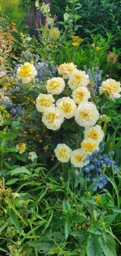 Edelrose 'Sunny Sky' ® -Deutschland Garten Funk Verkaufs-Shop edelrose sunny sky m046820 743907 1