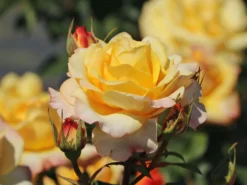 Edelrose 'Sunny Sky' ® -Deutschland Garten Funk Verkaufs-Shop edelrose sunny sky m046820 w 1