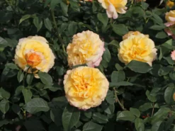 Edelrose 'Sunny Sky' ® -Deutschland Garten Funk Verkaufs-Shop edelrose sunny sky m046820 w 3