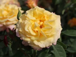 Edelrose 'Sunny Sky' ® -Deutschland Garten Funk Verkaufs-Shop edelrose sunny sky m046820 w 4