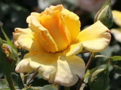 Edelrose 'Sunny Sky' ® -Deutschland Garten Funk Verkaufs-Shop edelrose sunny sky m046820 w 5