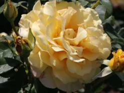 Edelrose 'Sunny Sky' ® -Deutschland Garten Funk Verkaufs-Shop edelrose sunny sky m046820 w 6