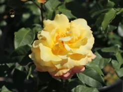 Edelrose 'Sunny Sky' ® -Deutschland Garten Funk Verkaufs-Shop edelrose sunny sky m046820 w 8