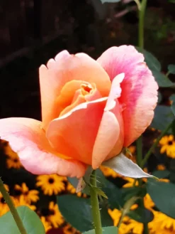 Edelrose 'Sutter's Gold' -Deutschland Garten Funk Verkaufs-Shop edelrose sutters gold m003398 193676 0