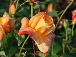 Edelrose 'Sutter's Gold'