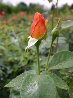 Edelrose 'Sutter's Gold' -Deutschland Garten Funk Verkaufs-Shop edelrose sutters gold m003398 w 0