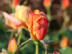 Edelrose 'Sutter's Gold' -Deutschland Garten Funk Verkaufs-Shop edelrose sutters gold m003398 w 2