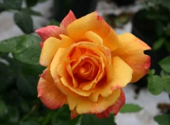 Edelrose 'Sutter's Gold' -Deutschland Garten Funk Verkaufs-Shop edelrose sutters gold m003398 w 4