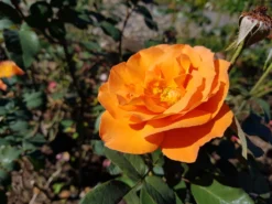 Edelrose 'Tea Time' ® -Deutschland Garten Funk Verkaufs-Shop edelrose tea time m005988 300870 0