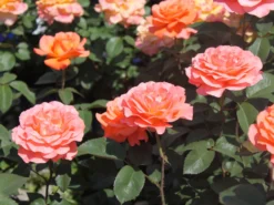 Edelrose 'Tea Time' ® -Deutschland Garten Funk Verkaufs-Shop edelrose tea time m005988 w 0