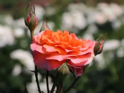 Edelrose 'Tea Time' ® -Deutschland Garten Funk Verkaufs-Shop edelrose tea time m005988 w 1