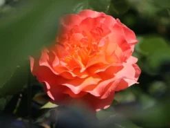 Edelrose 'Tea Time' ® -Deutschland Garten Funk Verkaufs-Shop edelrose tea time m005988 w 10