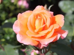 Edelrose 'Tea Time' ® -Deutschland Garten Funk Verkaufs-Shop edelrose tea time m005988 w 2