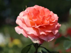 Edelrose 'Tea Time' ® -Deutschland Garten Funk Verkaufs-Shop edelrose tea time m005988 w 3