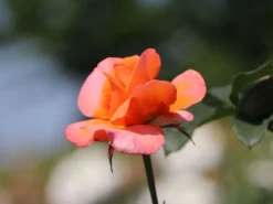 Edelrose 'Tea Time' ® -Deutschland Garten Funk Verkaufs-Shop edelrose tea time m005988 w 4