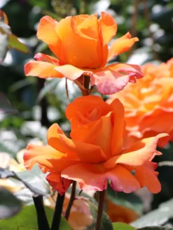 Edelrose 'Tea Time' ® -Deutschland Garten Funk Verkaufs-Shop edelrose tea time m005988 w 6