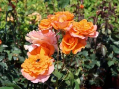Edelrose 'Tea Time' ® -Deutschland Garten Funk Verkaufs-Shop edelrose tea time m005988 w 7