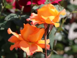 Edelrose 'Tea Time' ® -Deutschland Garten Funk Verkaufs-Shop edelrose tea time m005988 w 8