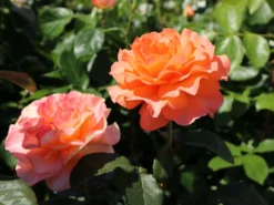 Edelrose 'Tea Time' ® -Deutschland Garten Funk Verkaufs-Shop edelrose tea time m005988 w 9