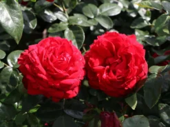 Edelrose 'Tiamo' ®