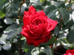 Edelrose 'Tiamo' ® -Deutschland Garten Funk Verkaufs-Shop edelrose tiamo m113586 w 0
