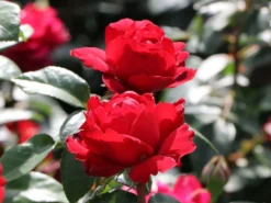 Edelrose 'Tiamo' ® -Deutschland Garten Funk Verkaufs-Shop edelrose tiamo m113586 w 2
