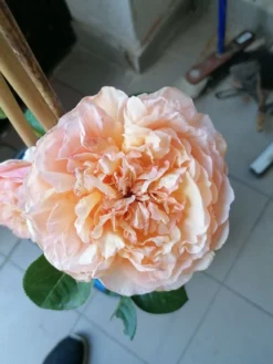 Edelrose 'Tropicana' ® -Deutschland Garten Funk Verkaufs-Shop edelrose tropicana m111219 1224203 0