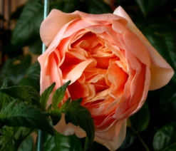 Edelrose 'Tropicana' ® -Deutschland Garten Funk Verkaufs-Shop edelrose tropicana m111219 655185 0