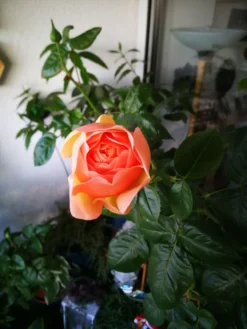 Edelrose 'Tropicana' ® -Deutschland Garten Funk Verkaufs-Shop edelrose tropicana m111219 655185 1