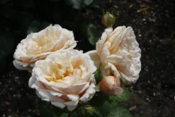 Edelrose 'Tropicana' ® -Deutschland Garten Funk Verkaufs-Shop edelrose tropicana m111219 676881 0