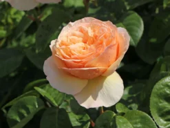 Edelrose 'Tropicana' ®