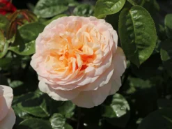 Edelrose 'Tropicana' ® -Deutschland Garten Funk Verkaufs-Shop edelrose tropicana m111219 w 2