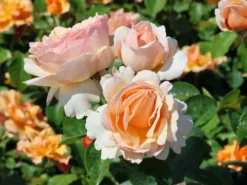 Edelrose 'Tropicana' ® -Deutschland Garten Funk Verkaufs-Shop edelrose tropicana m111219 w 4