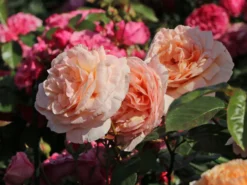 Edelrose 'Tropicana' ® -Deutschland Garten Funk Verkaufs-Shop edelrose tropicana m111219 w 5