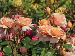 Edelrose 'Tropicana' ® -Deutschland Garten Funk Verkaufs-Shop edelrose tropicana m111219 w 6