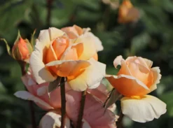 Edelrose 'Tropicana' ® -Deutschland Garten Funk Verkaufs-Shop edelrose tropicana m111219 w 7