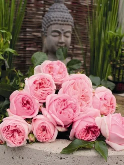 Nostalgie®-Edelrose 'Voyage' ® -Deutschland Garten Funk Verkaufs-Shop edelrose voyage m094363 w 0